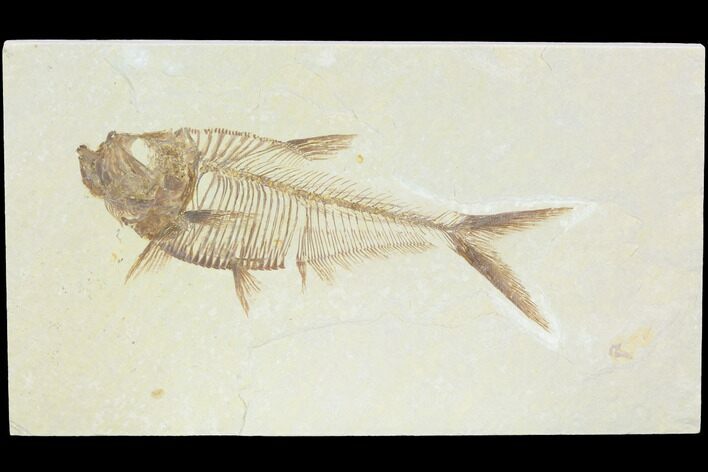 Fossil Fish (Diplomystus) - Green River Formation #122729